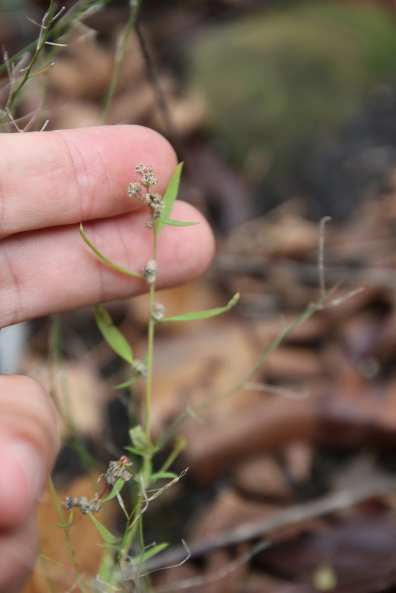 Desert Goosefoot photo 5