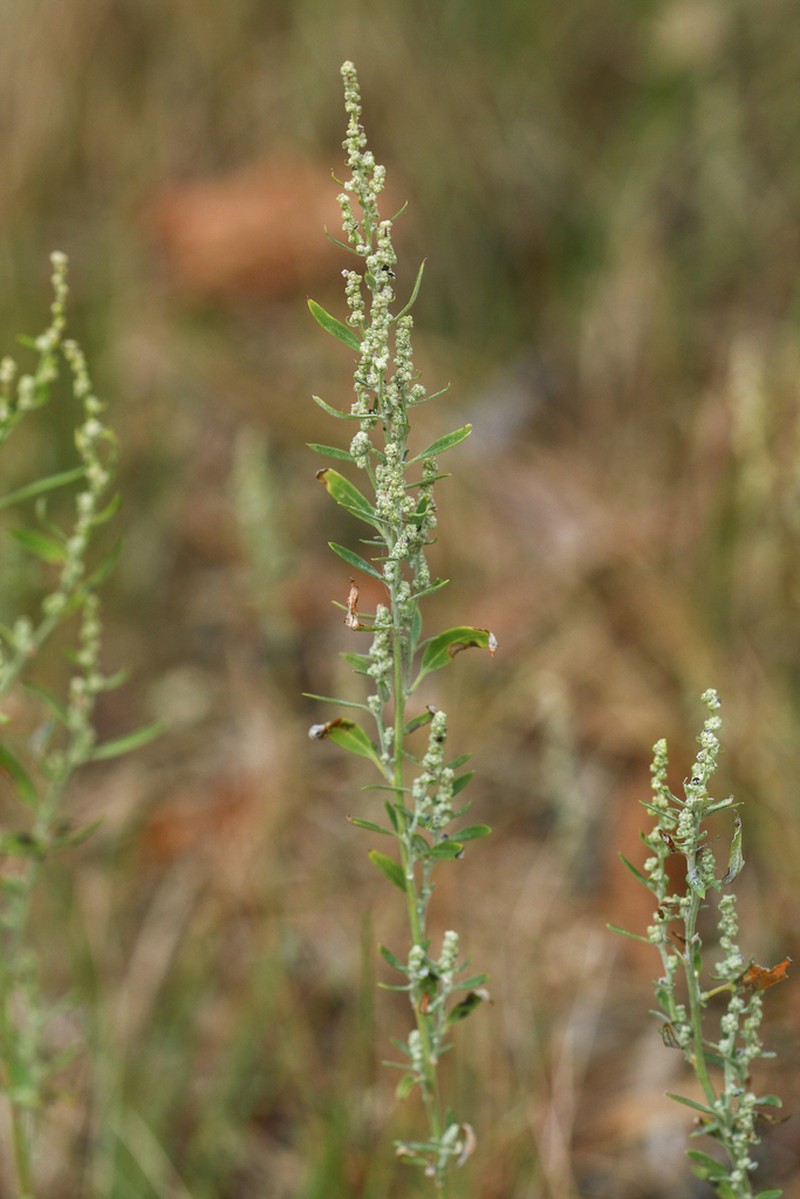 Desert Goosefoot photo 6