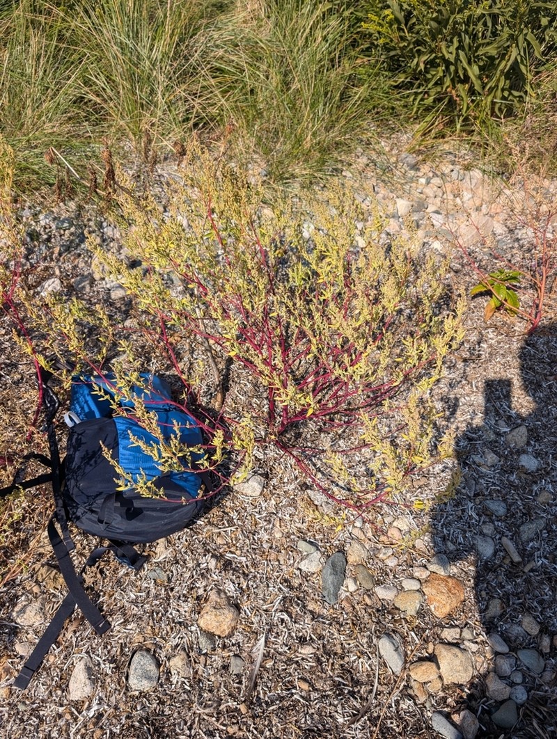 Desert Goosefoot photo 7