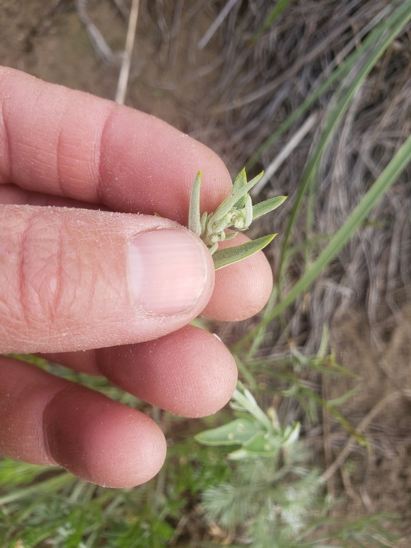 Desert Goosefoot photo 8
