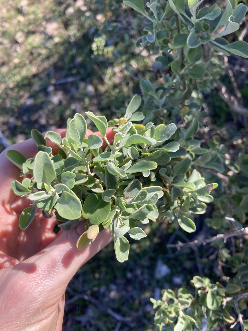 Chenopodium preissii subsp. obovatum