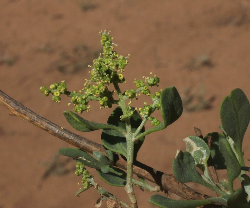 Chenopodium preissii subsp. obovatum photo 2