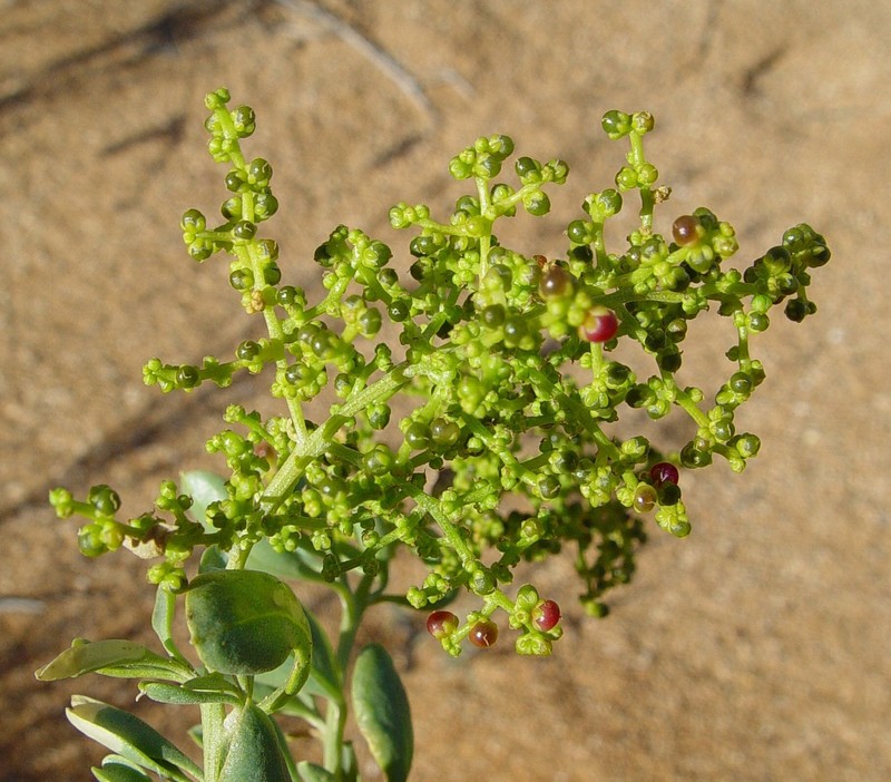 Chenopodium preissii subsp. obovatum photo 3