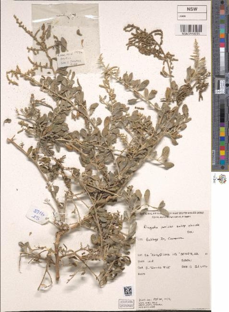 Chenopodium preissii subsp. obovatum photo 4