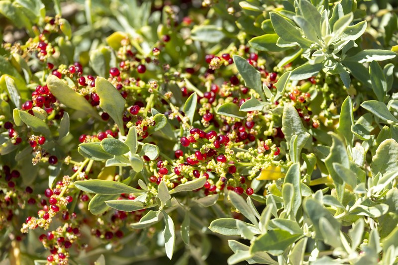 Chenopodium preissii subsp. preissii