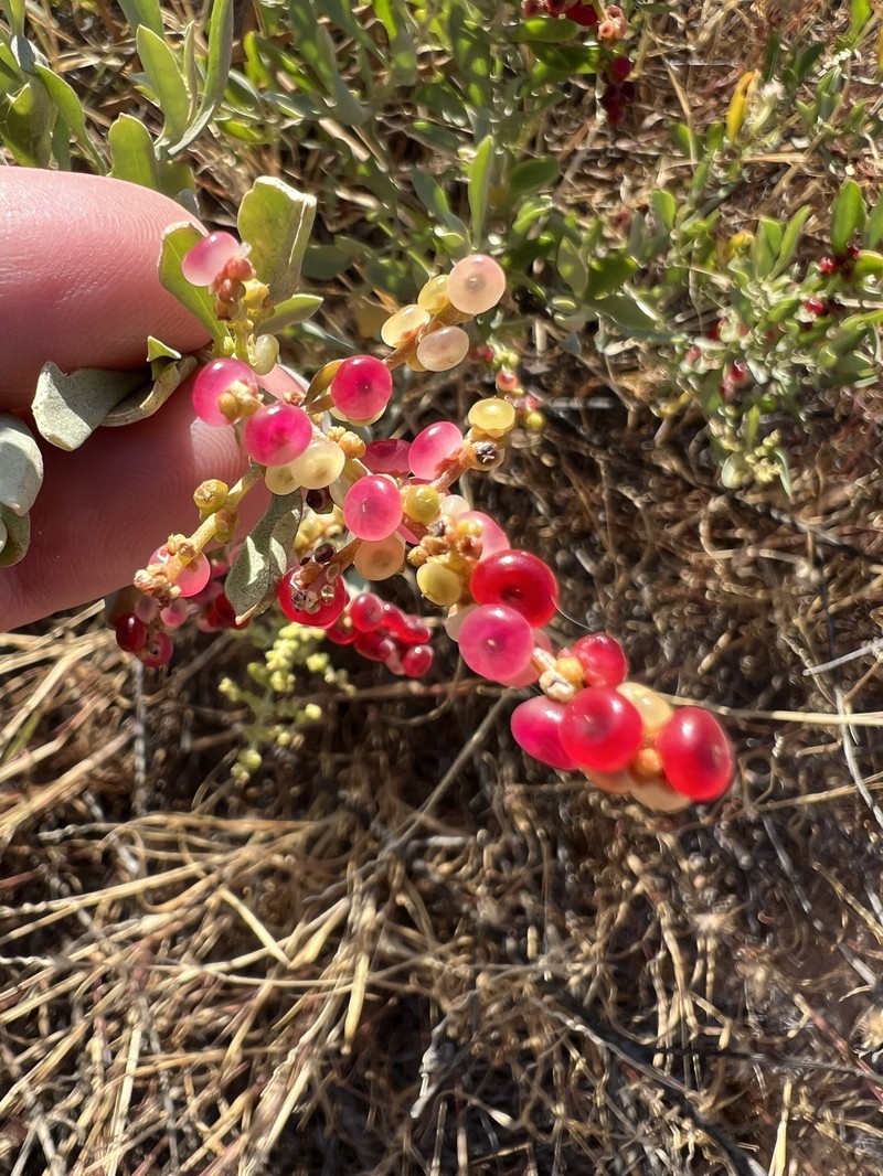 Chenopodium preissii subsp. preissii photo 2