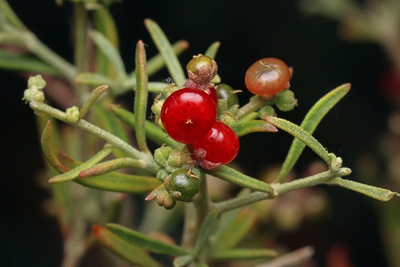 Chenopodium preissii subsp. preissii photo 3
