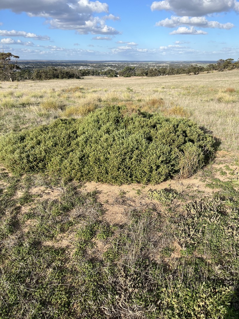 Chenopodium preissii subsp. preissii photo 4
