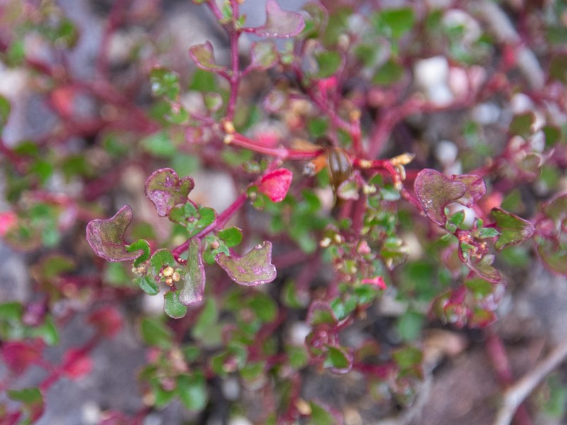 Chenopodium robertianum