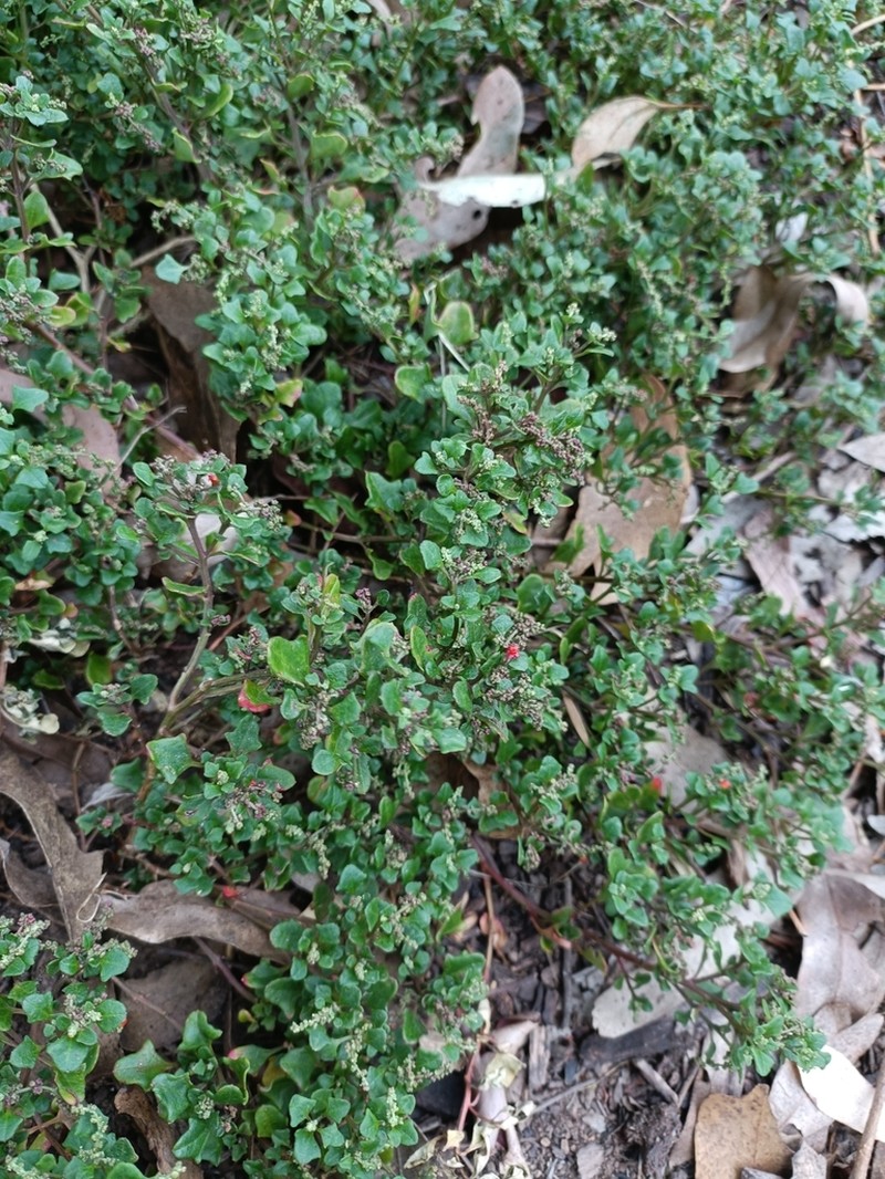 Chenopodium robertianum photo 2