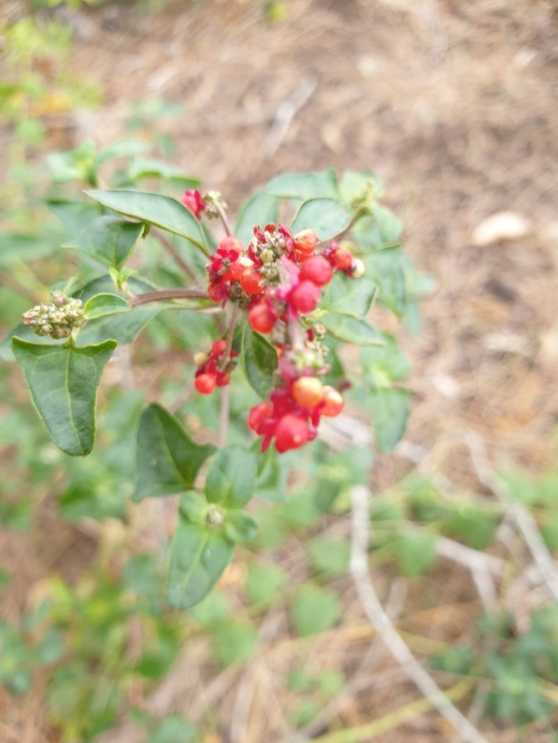 Chenopodium robertianum photo 3