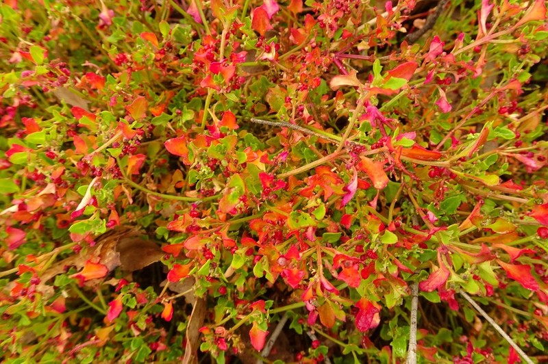 Chenopodium robertianum photo 4