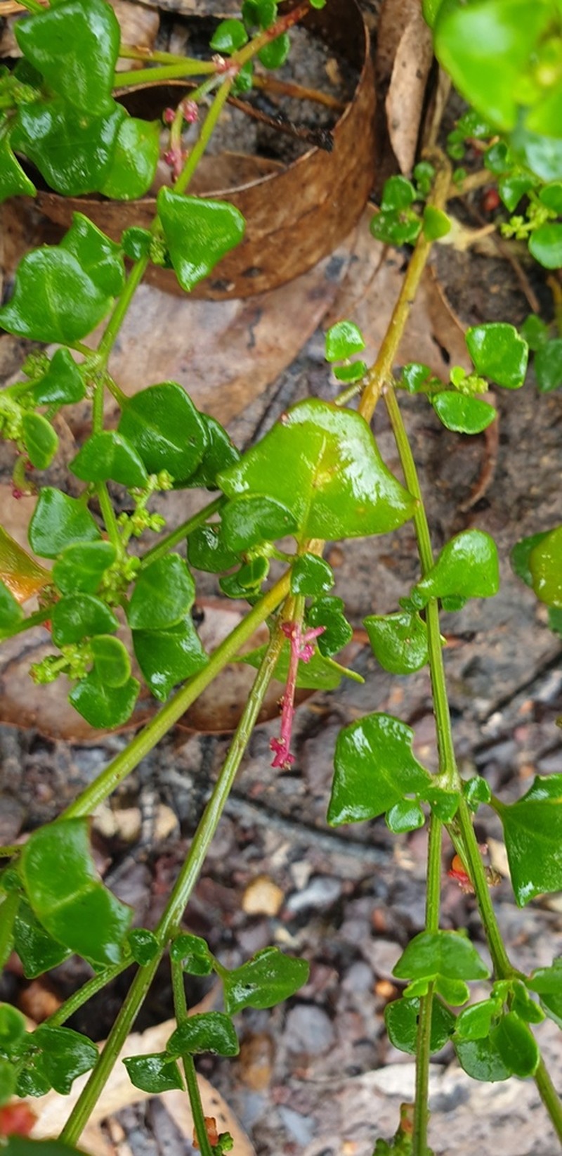 Chenopodium robertianum photo 5