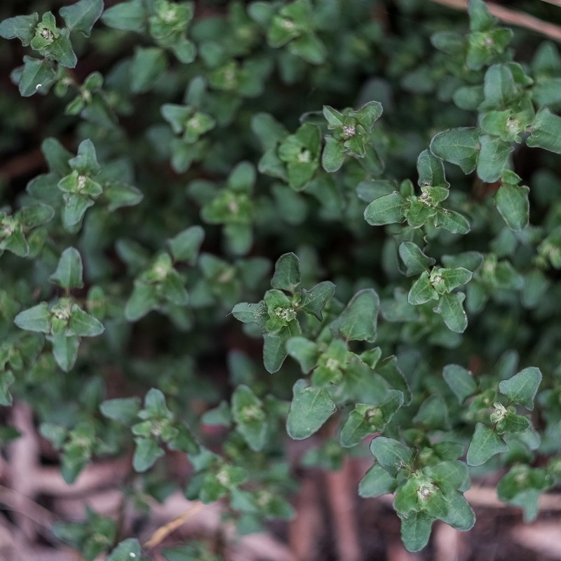 Chenopodium robertianum photo 6