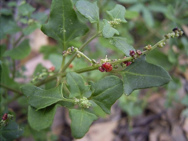 Chenopodium robertianum photo 7