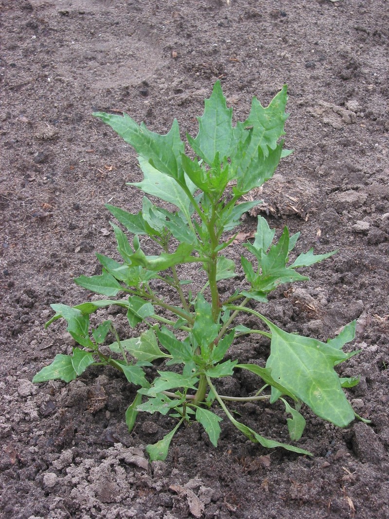 Red Goosefoot