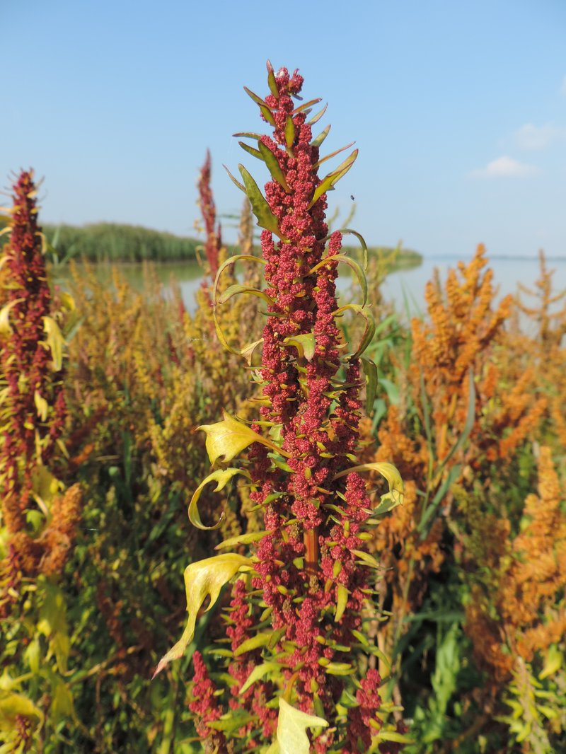 Red Goosefoot photo 2