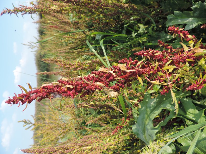Red Goosefoot photo 3