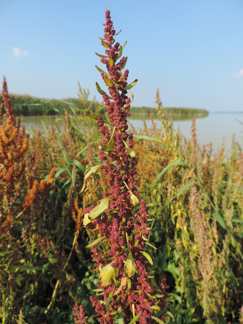 Red Goosefoot photo 4