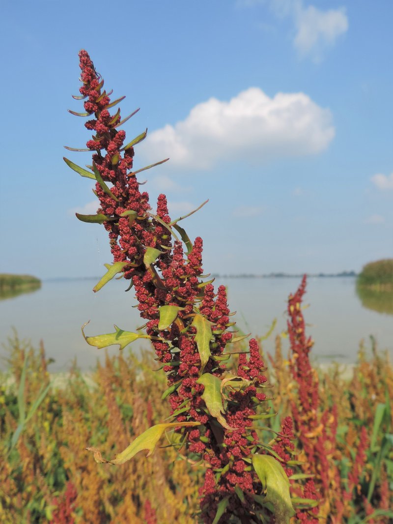 Red Goosefoot photo 5