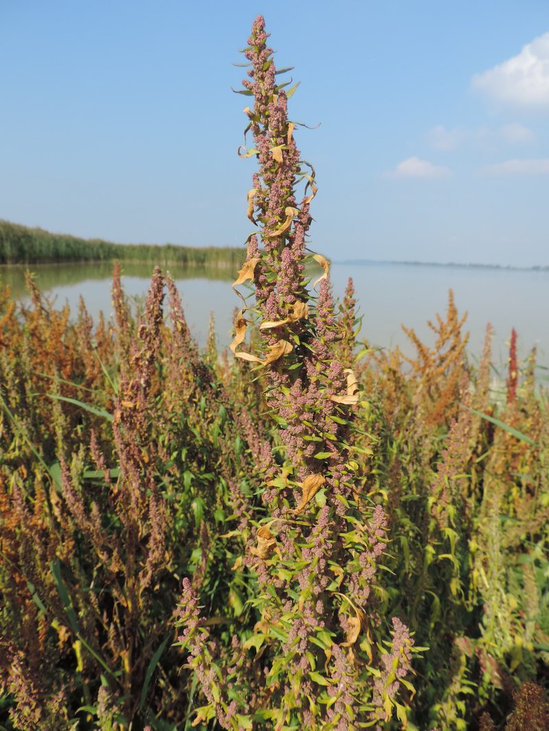 Red Goosefoot photo 6