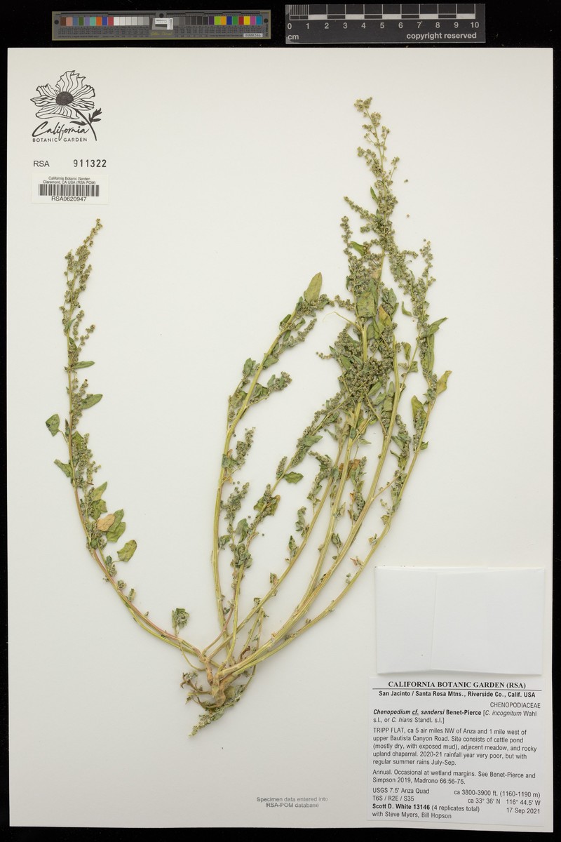 Chenopodium sandersii photo 2