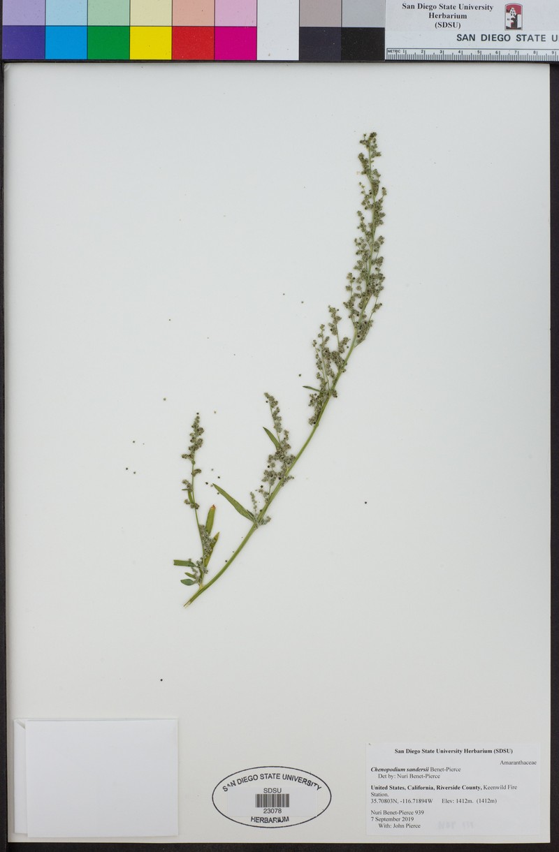 Chenopodium sandersii photo 3