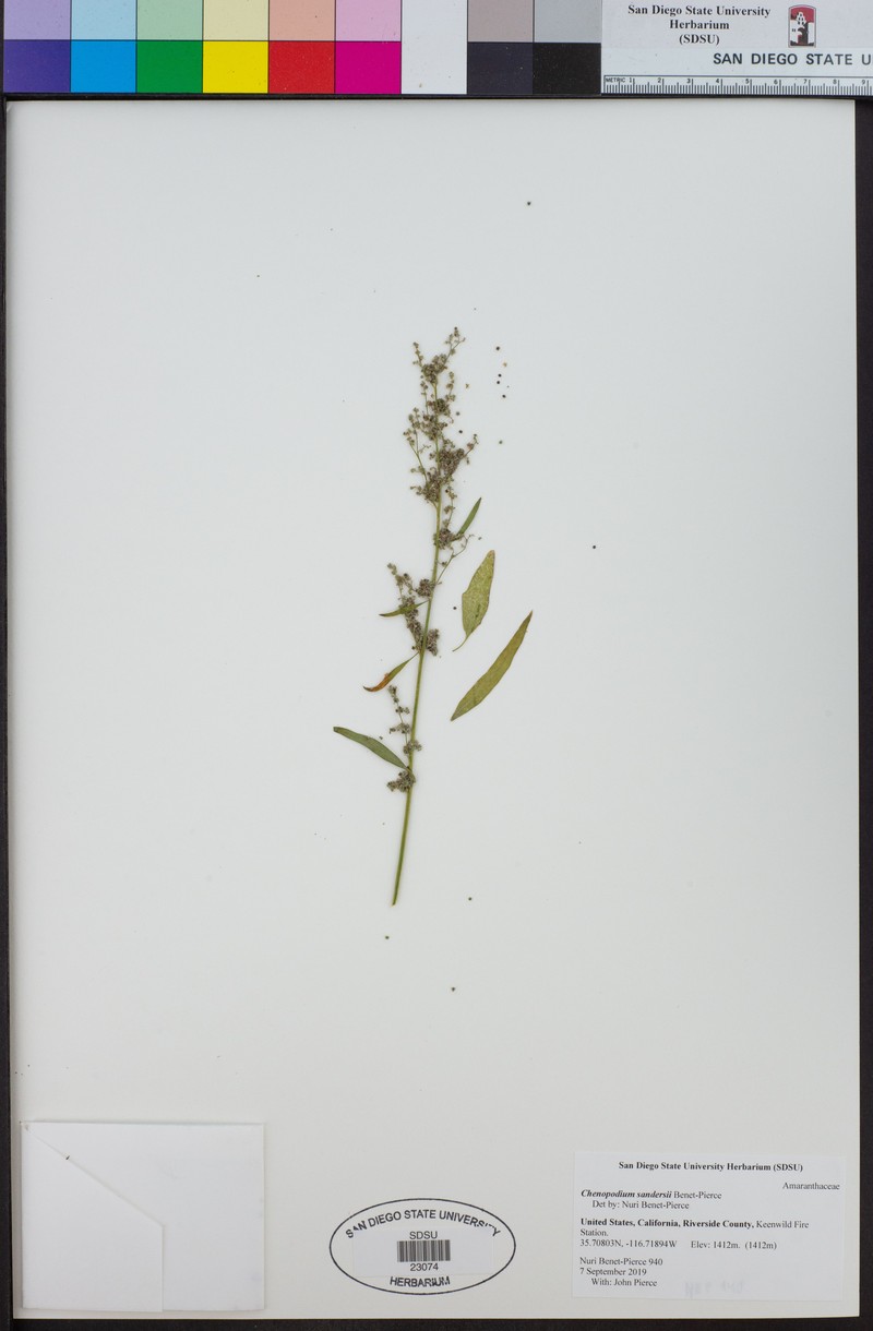 Chenopodium sandersii photo 4