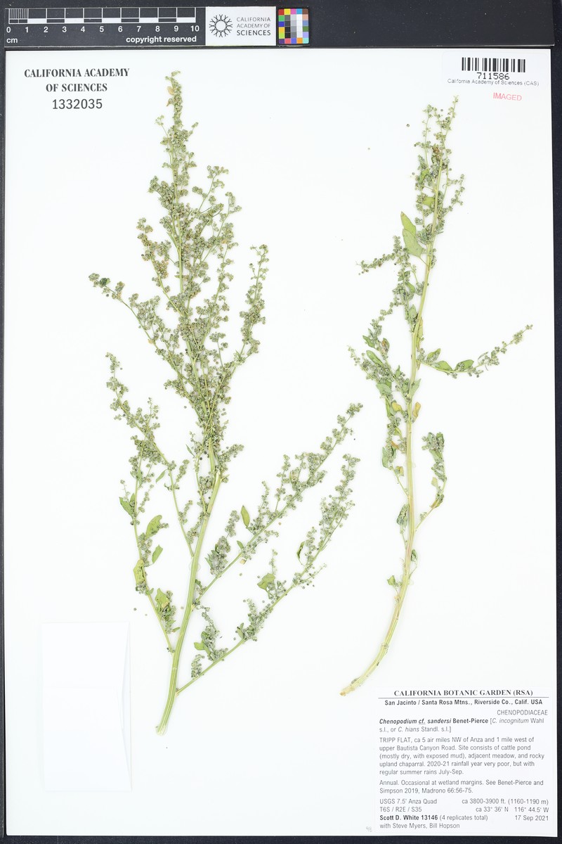 Chenopodium sandersii