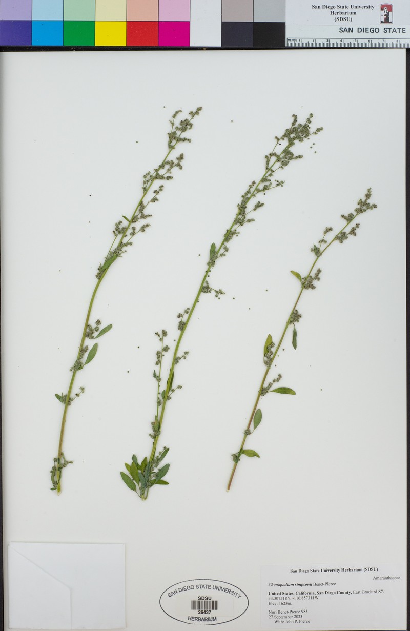 Chenopodium simpsonii photo 2