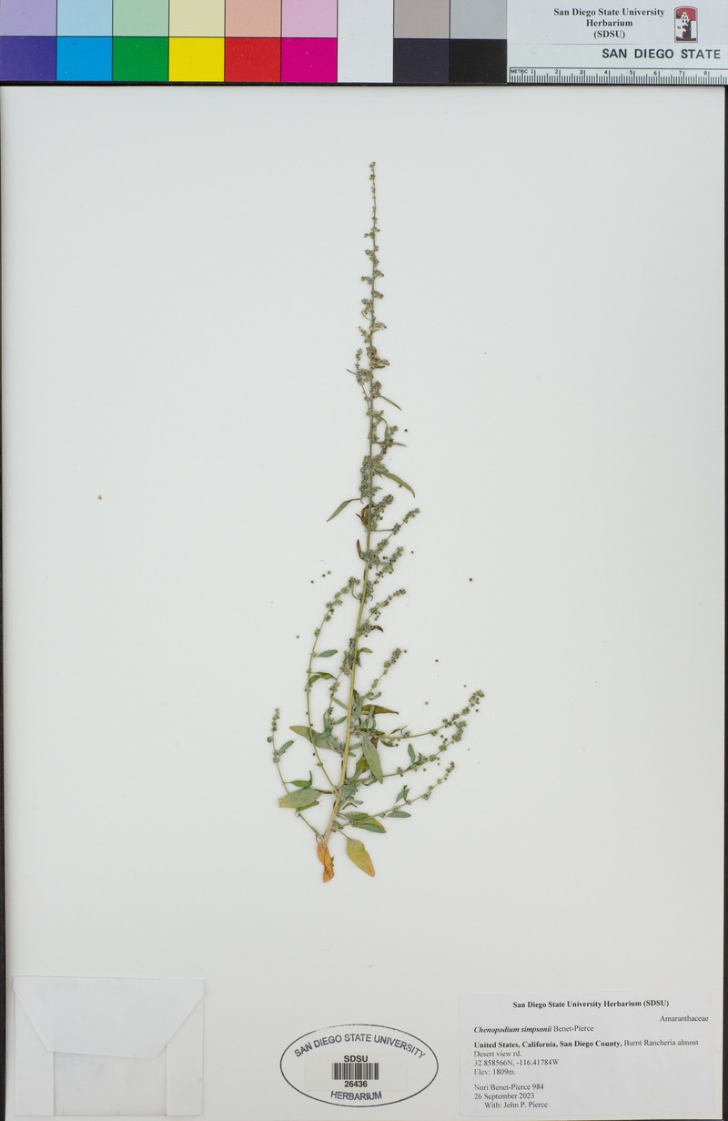 Chenopodium simpsonii photo 3