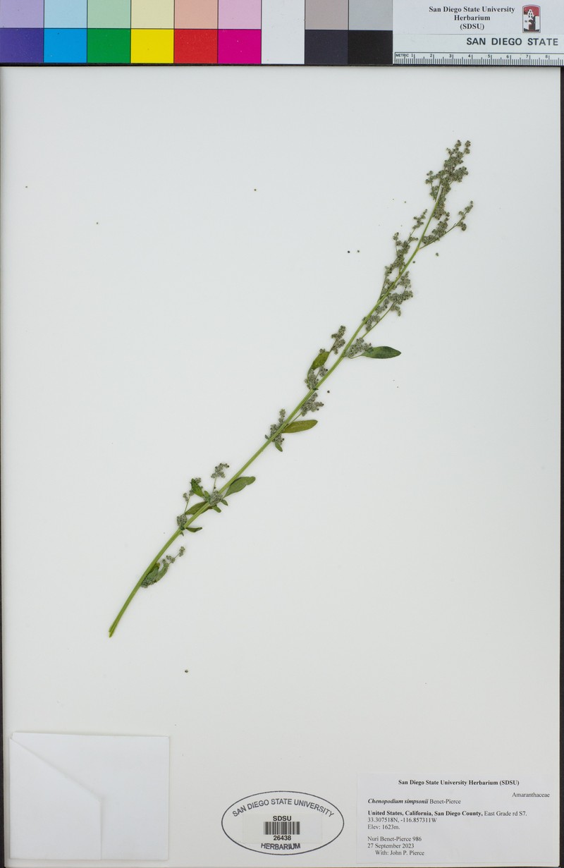 Chenopodium simpsonii photo 4