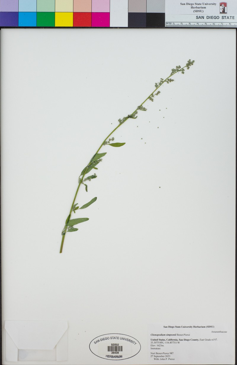 Chenopodium simpsonii photo 5