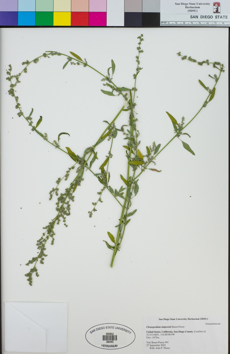 Chenopodium simpsonii photo 6