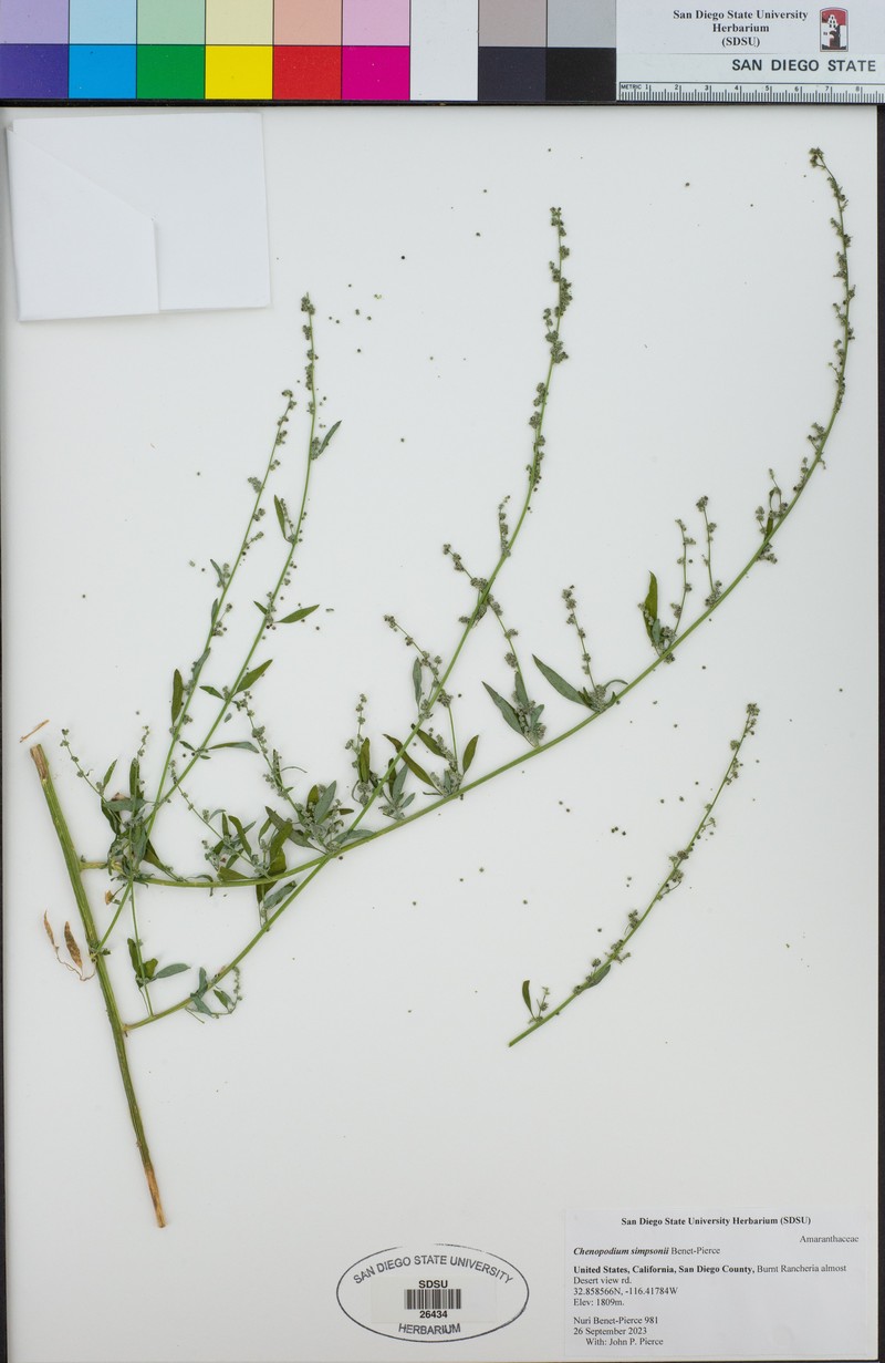 Chenopodium simpsonii photo 7