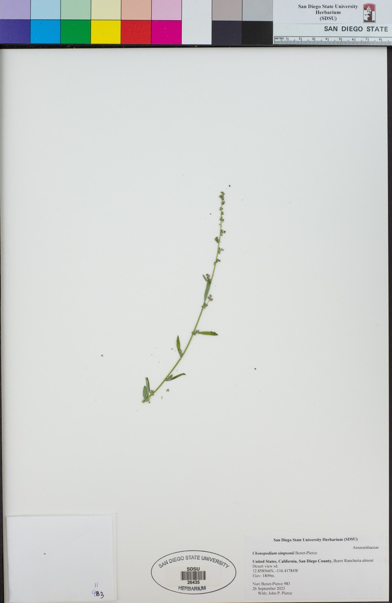 Chenopodium simpsonii photo 8