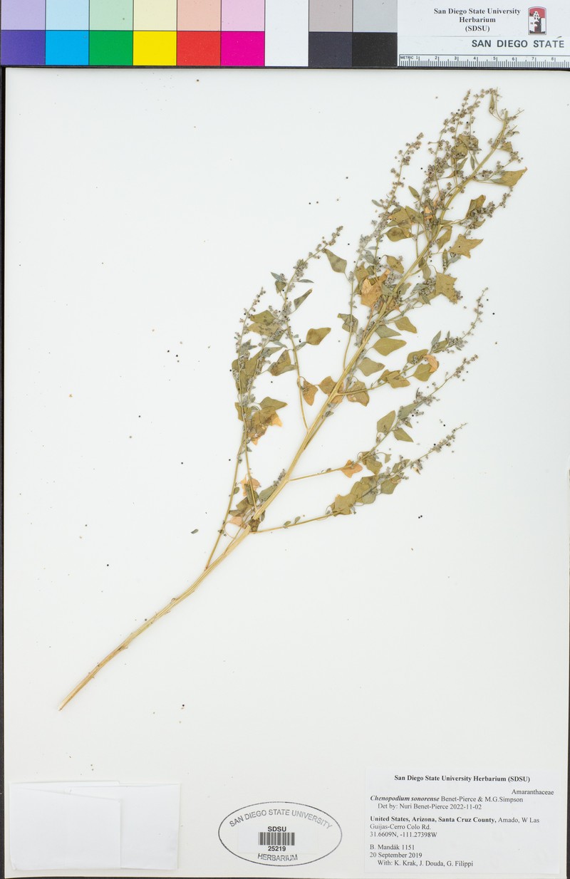 Chenopodium sonorense