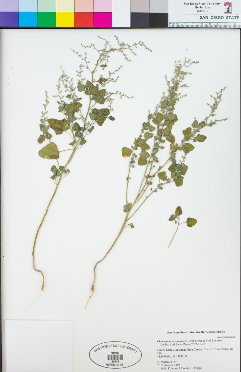 Chenopodium sonorense photo 2