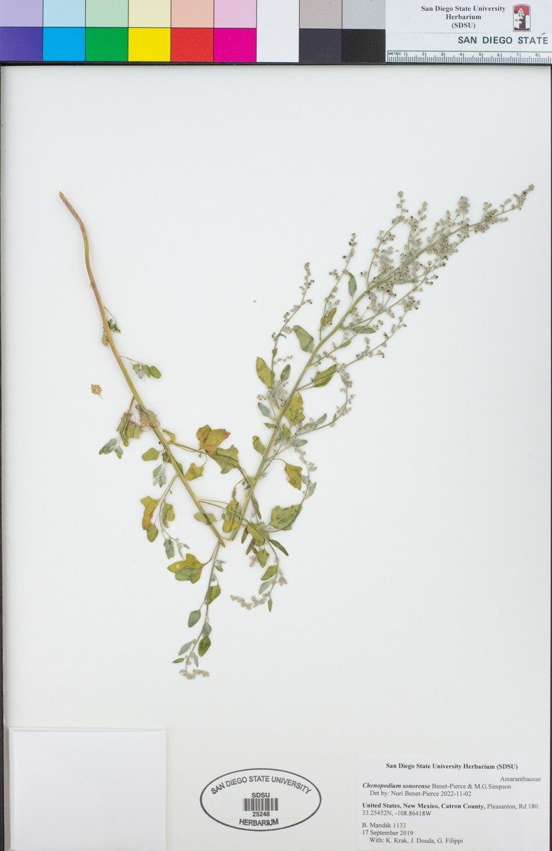 Chenopodium sonorense photo 3