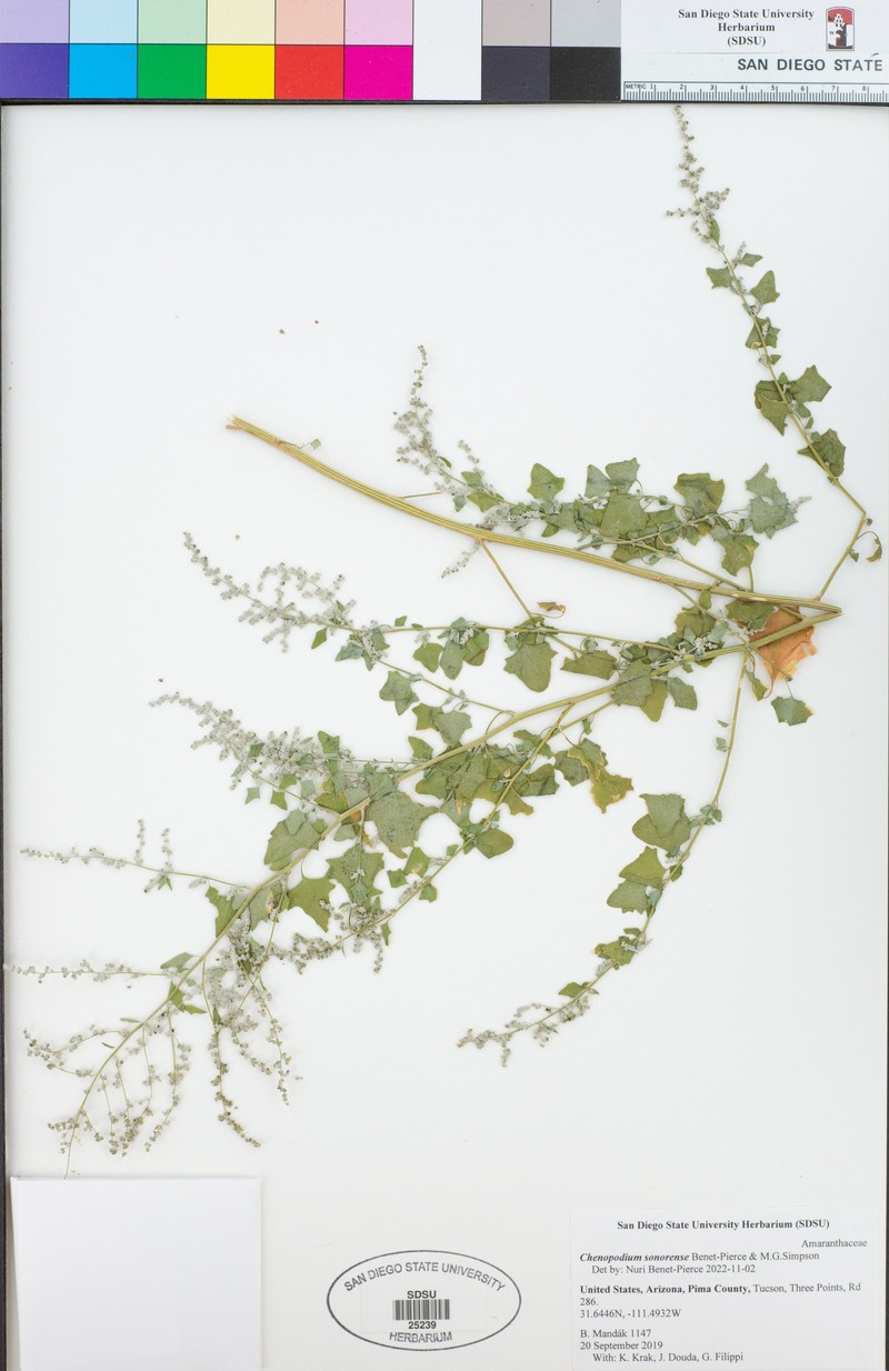 Chenopodium sonorense photo 4