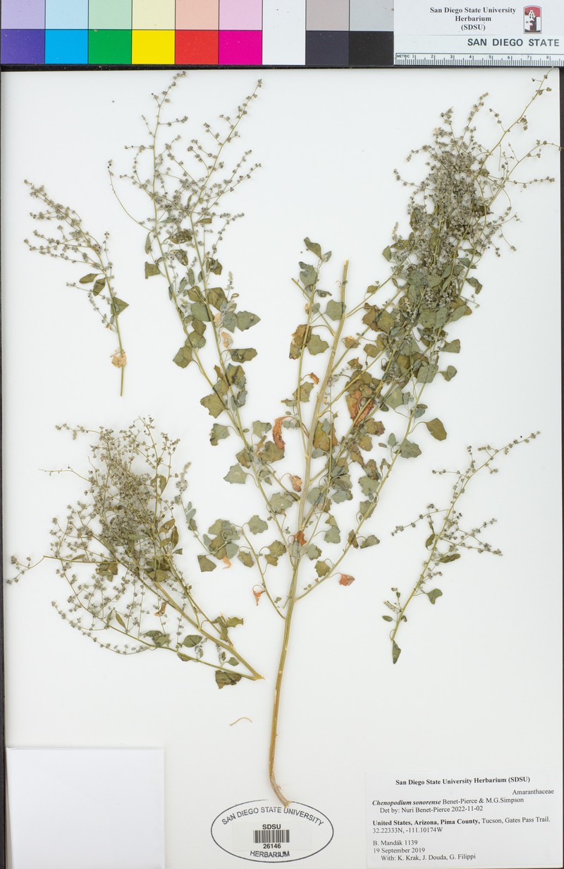 Chenopodium sonorense photo 5