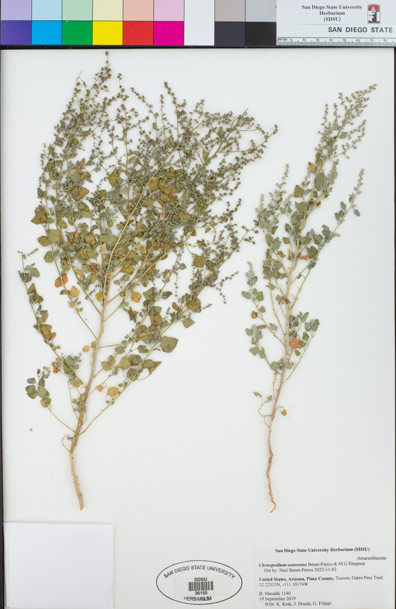 Chenopodium sonorense photo 6
