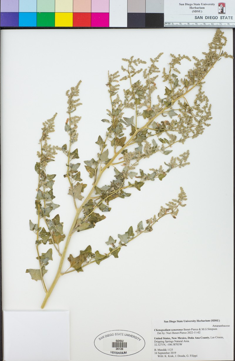 Chenopodium sonorense photo 7