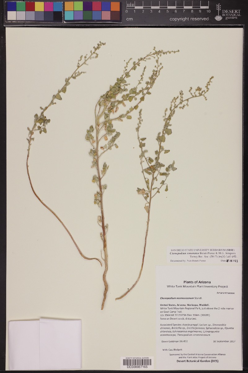 Chenopodium sonorense photo 8