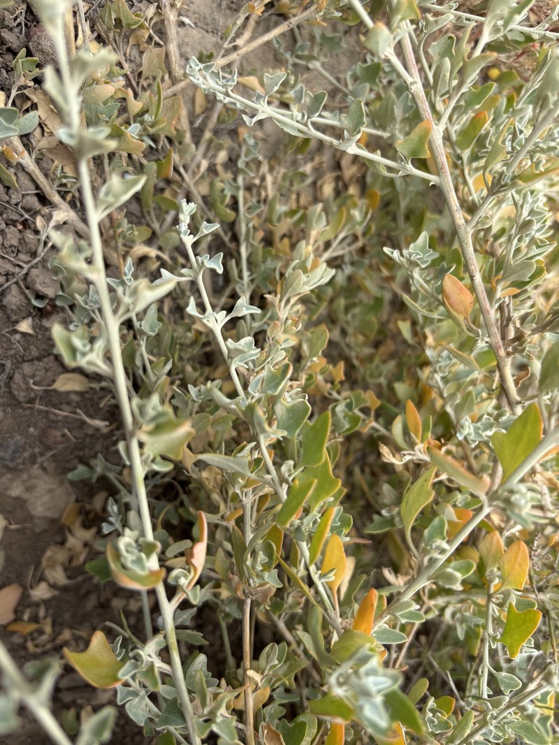 Chenopodium spinescens photo 2
