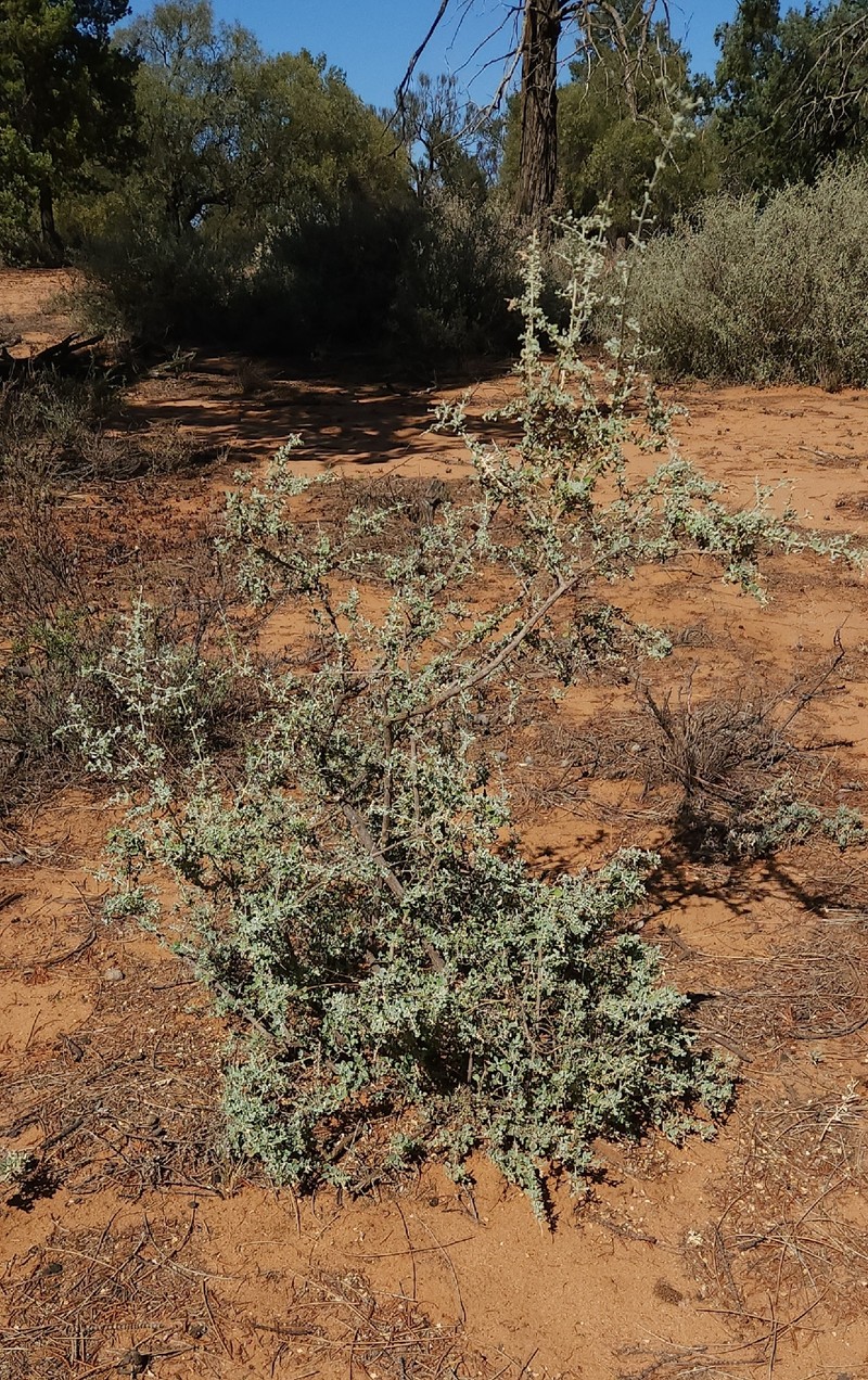 Chenopodium spinescens photo 3