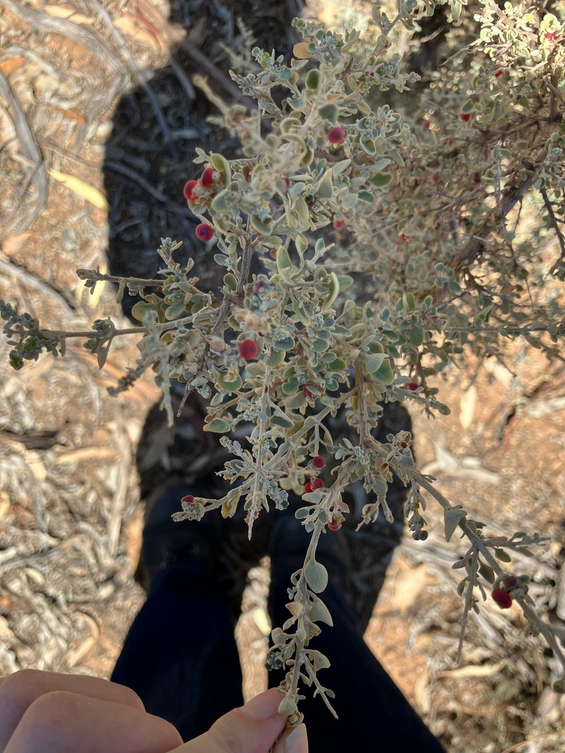 Chenopodium spinescens photo 4