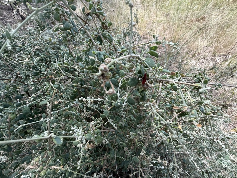 Chenopodium spinescens photo 5