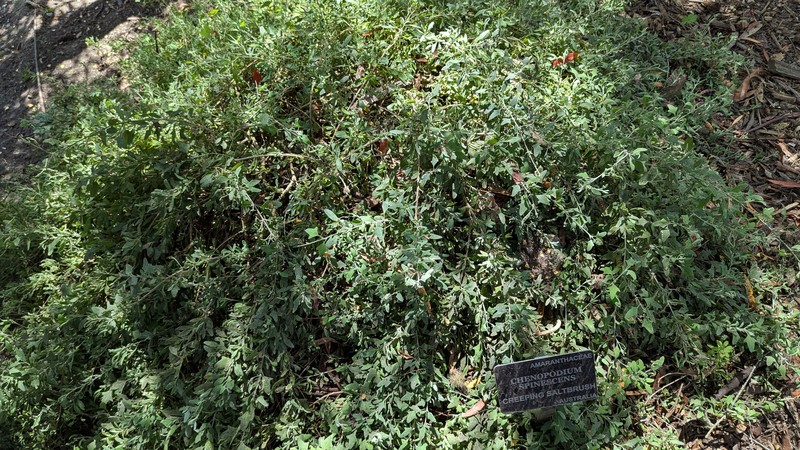 Chenopodium spinescens