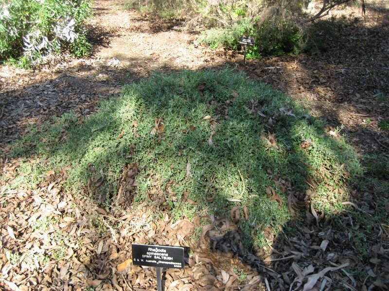 Chenopodium spinescens photo 6